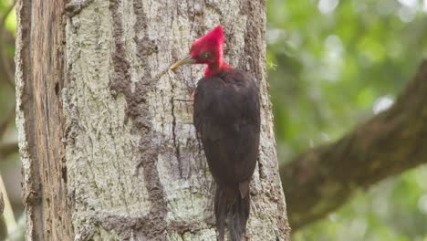 Male-Red-Necked-Woodpecker-preens-on-tree-trunk,-Tambopata-National-Reserve