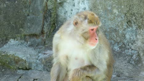 Trauriger-Makakenaffe,-Der-Auf-Dem-Felsen-Im-Seoul-Grand-Park-Zoo-Sitzt