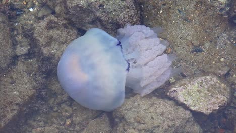 Close-up-of-a-rhizostoma-jellyfish-moving-underwater-over-a-rocky-ground