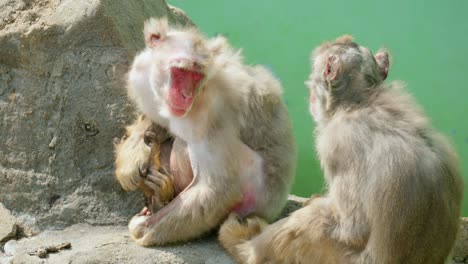 Un-Par-De-Monos-Macacos-Sentados-En-La-Roca-En-Un-Día-Soleado-En-El-Zoológico-Del-Gran-Parque-De-Seúl,-Corea