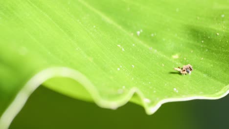 Camouflaged-Amazon-Neuroptera-junk-bug-explore-edge-of-curved-green-leaf---full