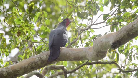 Red-throated-Caracara-perches-in-tree,-calls-out,-Tambopata-National-Reserve