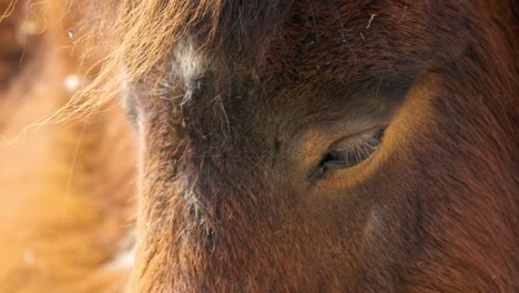Close-Up-Image-Of-A-Sleepy-Shetland-Pony-At-Children's-Zoo-In-Seoul-Grand-Park,-South-Korea