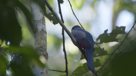 Black-Tailed-Trogon-perches-on-branch,-quickly-flies-away