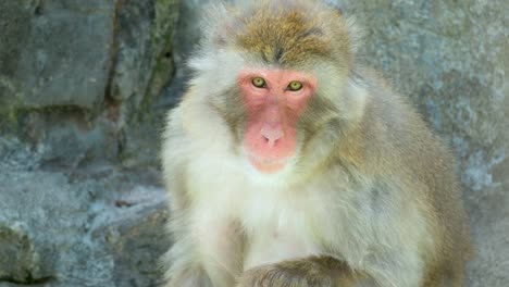 Lone-Macaque-Monkey-Sitting-On-A-Rock-At-Seoul-Grand-Park-Zoo-In-Gwacheon,-South-Korea