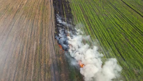 Steady-aerial-footage-of-rows-of-grass-being-burned-for-farming-which-is-making-air-pollution,-Grassland-Burning,-Pak-Pli,-Nakhon-Nayok,-Thailand