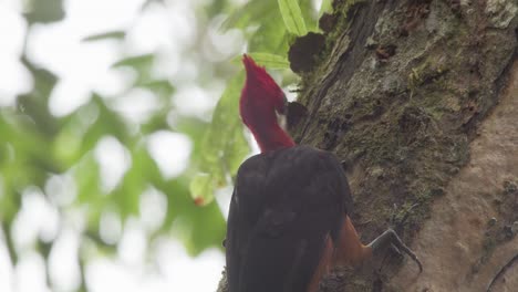 Red-Necked-Woodpecker-hunts-insects-in-tree-bark,-Tambopata-National-Reserve