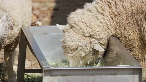 Sheep-Feeding-Grass-On-A-Metal-Trough-In-A-Farm---close-up