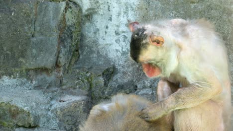 Ausgewachsene-Makaken-Pflegen-Und-Suchen-Nach-Läusen-Bei-Einem-Anderen-Affen-Im-Zoo-Von-Seoul-Grand-Park-In-Korea