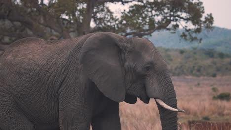 African-elephant-with-dirt-on-its-back-in-savannah,-slow-motion