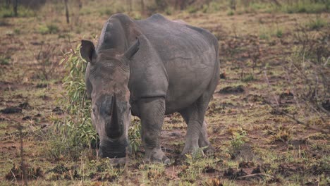 Rinoceronte-Blanco-Con-La-Espalda-Mojada-Pastando-En-Un-Campo-De-Hierba-Fangosa