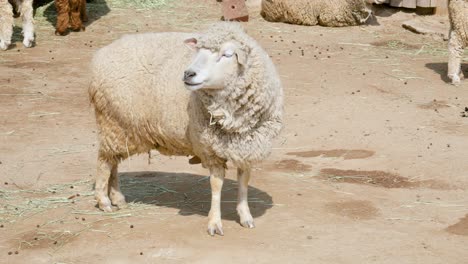 Große-Weiße-Wollige-Schafe,-Die-Auf-Dem-Boden-In-Einer-Farm-In-Seoul,-Südkorea-Stehen---Breite-Aufnahme