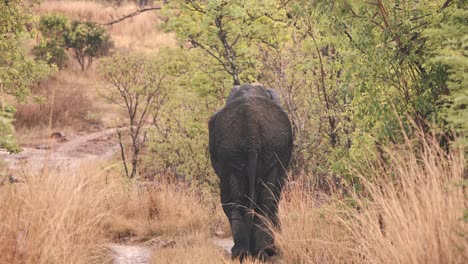 Rückseite-Des-Grasenden-Afrikanischen-Elefanten-Im-Grasbewachsenen-Savannenwald
