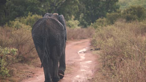 Backside-shot-of-wet-african-elephant-walking-on-savannah-dirt-road