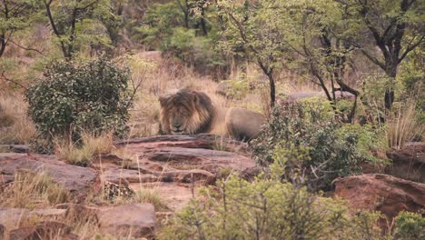 Lion-sleeping-on-rocks-in-african-savannah-bushes,-Welgevonden-reserve