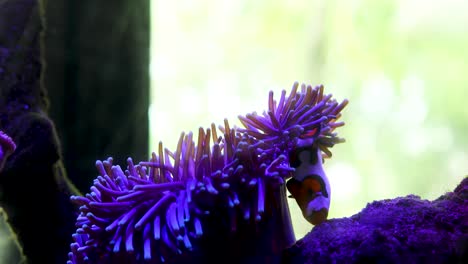 Ein-Fisch,-Der-Zwischen-Den-Korallen-In-Einem-Aquarium-Herumschwimmt