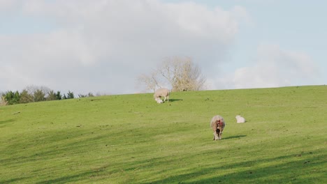 Few-sheeps-grazing-in-a-rural-green-grassland-field