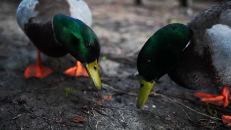 Pair-Of-Mallard-Ducks-Feeding-On-Ground