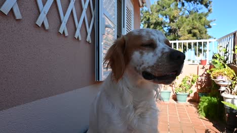 Weißer-Und-Brauner-Bretonischer-Spaniel-Hund