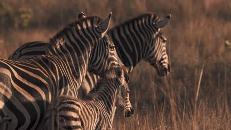 Plains-Zebrafamilie-Mit-Fohlen,-Die-Den-Sonnenuntergang-In-Der-Savanne-Mit-Langem-Gras-Beobachten