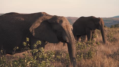 Afrikanische-Elefantenherde,-Die-Bei-Sonnenuntergang-Im-Langen-Savannengras-Grasen