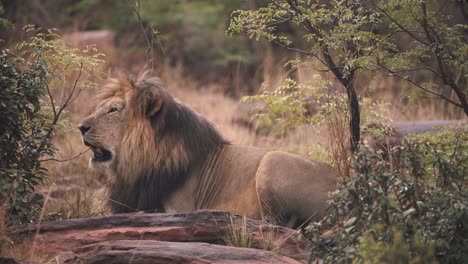 Lion-with-dark-mane-roaring-loudly-on-rocks-in-african-savannah