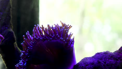 Zwei-Schöne-Fische,-Die-In-Einem-Aquarium-Zwischen-Den-Welligen-Korallen-Herumschwimmen