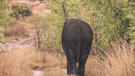Hinterteil-Eines-Afrikanischen-Elefanten,-Der-Durch-Savannengras-Schlurft,-Zeitlupe