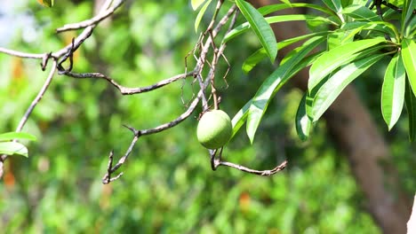 Cerbera-Odollam-Fruta-Colgando-De-Un-árbol-Verde-En-Tailandia