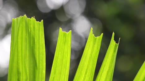 Close-Up-of-Bright-Green-Torn-Leaves-with-Bokeh-Light-in-the-Background