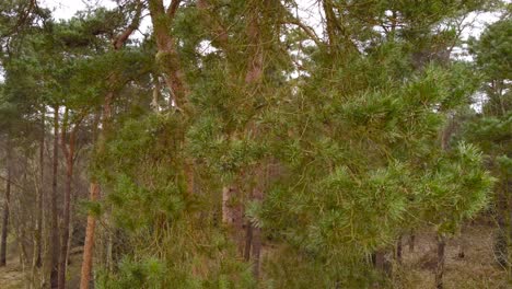 Close-up-view-of-the-green-pine-forest-with-dense-vegetation-in-Thetford,-Brandon-United-Kingdom-in-the-evening