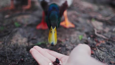 Mallard-Duck-Feeding-Of-Human-Hand