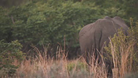 Tail-and-rump-of-white-rhinoceros-grazing-in-savannah-forest
