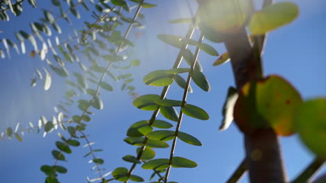 Close-up-looking-up-at-a-eucalyptus-tree-used-for-shower-scents,-aromatherapy,-health,-essential-oils,-spas,-alternative-medicine,-and-self-care