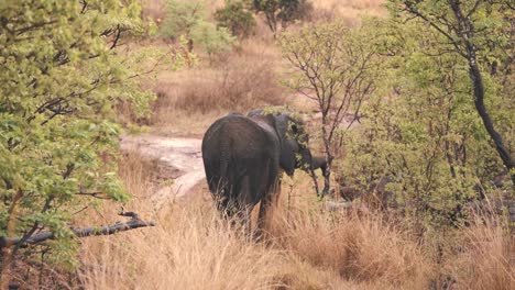 Afrikanischer-Elefant,-Der-Mit-Seinem-Rüssel-Blätter-Von-Savannenbäumen-Frisst