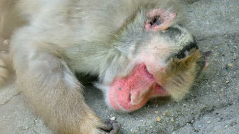 Mono-Macaco-Adulto-Acostado,-Comiendo-Y-Recogiendo-Comida-En-El-Suelo