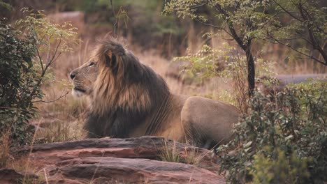 Lying-lion-roaring-loudly-on-rock-in-african-savannah