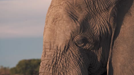 Head-profile-of-african-elephant-in-evening-safari-sunlight,-close-up