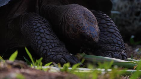 Galapagos-Giant-Tortoise-Eating-Plant-In-San-Cristobal-Island-In-Ecuador