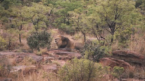Löwe,-Der-Auf-Felsen-In-Afrikanischen-Savannenbüschen-Liegt-Und-Wiederholt-Brüllt