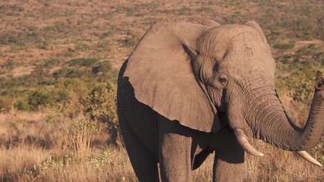 Elefant-In-Der-Afrikanischen-Savanne,-Der-Bei-Sonnenuntergang-Seinen-Rüssel-Hebt,-Zeitlupe