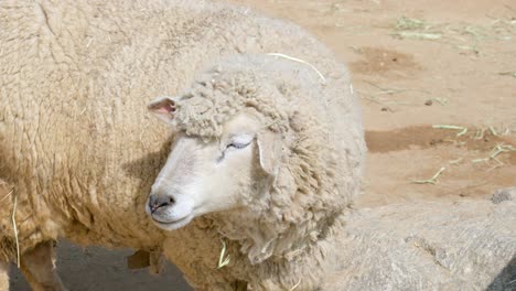 Adult-Sheep-Stands-In-The-Dirt-Outside-On-The-Farm---close-up
