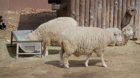 Adorable-Sheep-In-Seoul-Farm-Walking,-Feeding-And-Resting---medium-shot