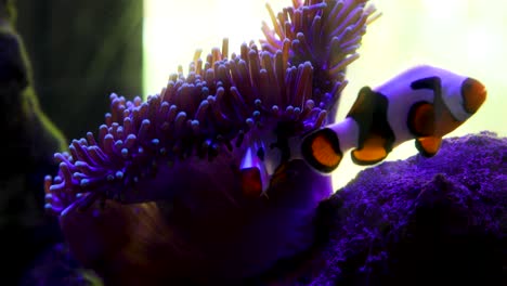 Zwei-Fische-In-Einem-Aquarium-Mit-Korallen