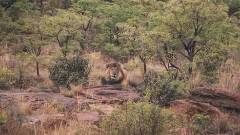 Sleepy-lion-lying-on-rocks-in-african-savannah-bushland,-wide-shot