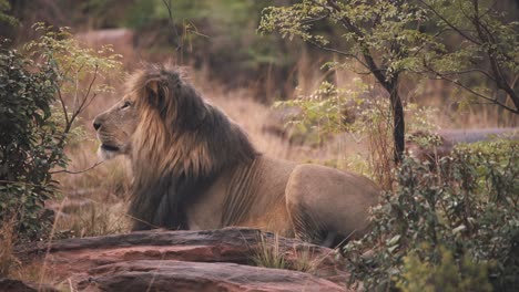 Löwe,-Der-Auf-Felsen-Zwischen-Afrikanischen-Savannenbüschen-Liegt-Und-Brüllt