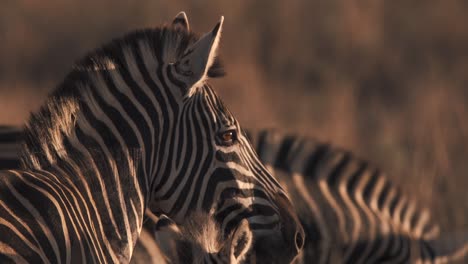 Head-of-plains-zebra-watching-sunset-with-other-zebras,-close-up
