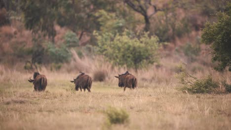 Three-Common-wildebeests-walking-slowly-in-windy-african-savannah