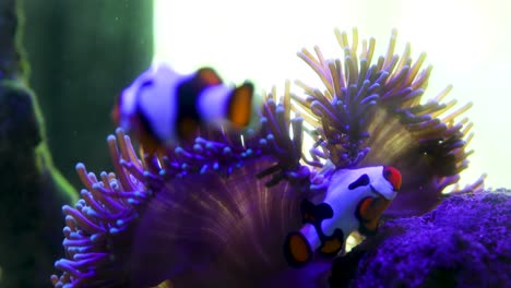 Fish-playing-around-in-a-fish-tank-between-the-coral