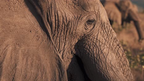 Profile-of-sleepy-african-elephant-in-sunlight,-slow-motion-close-up